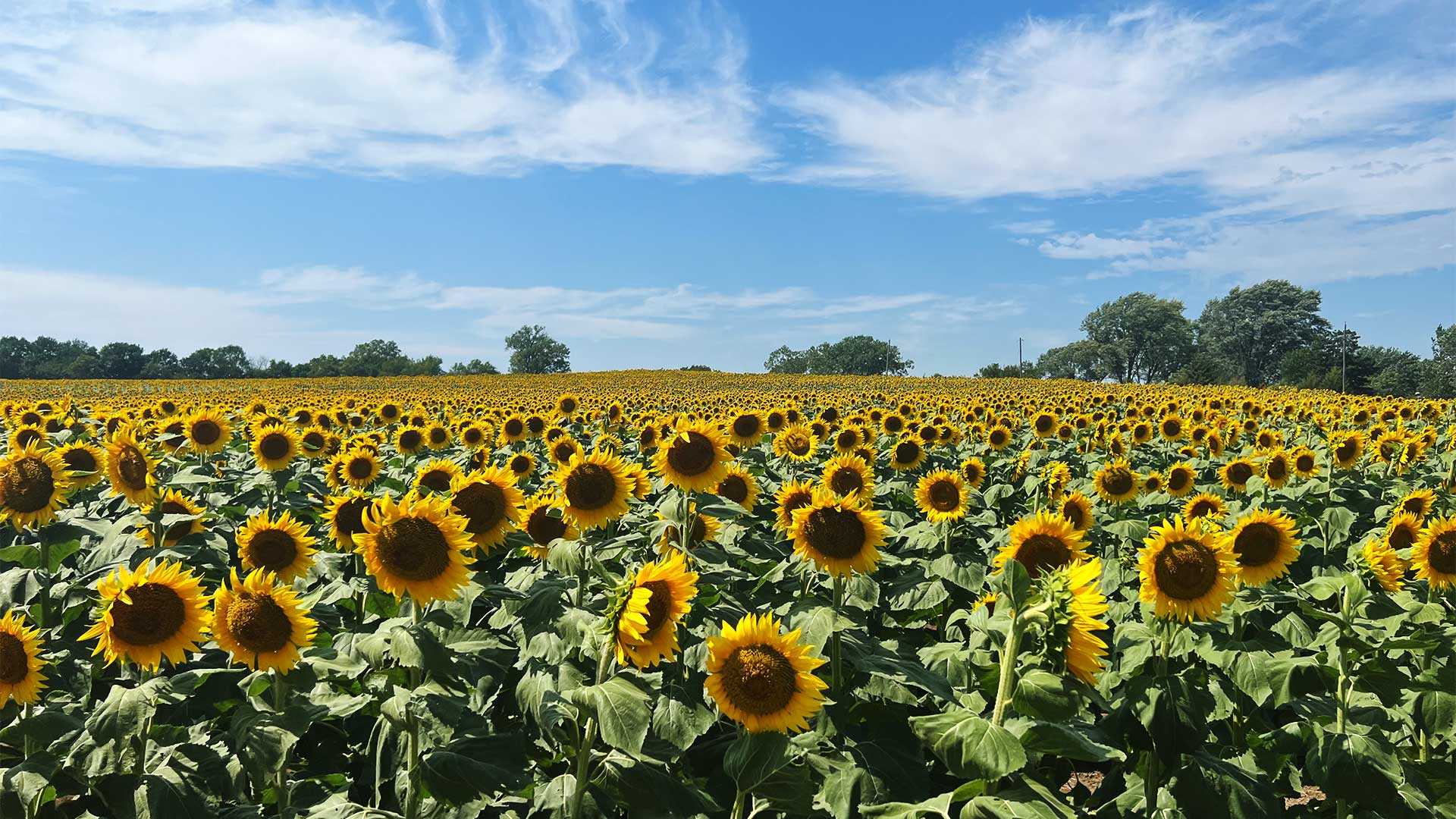 Kansas Democrats